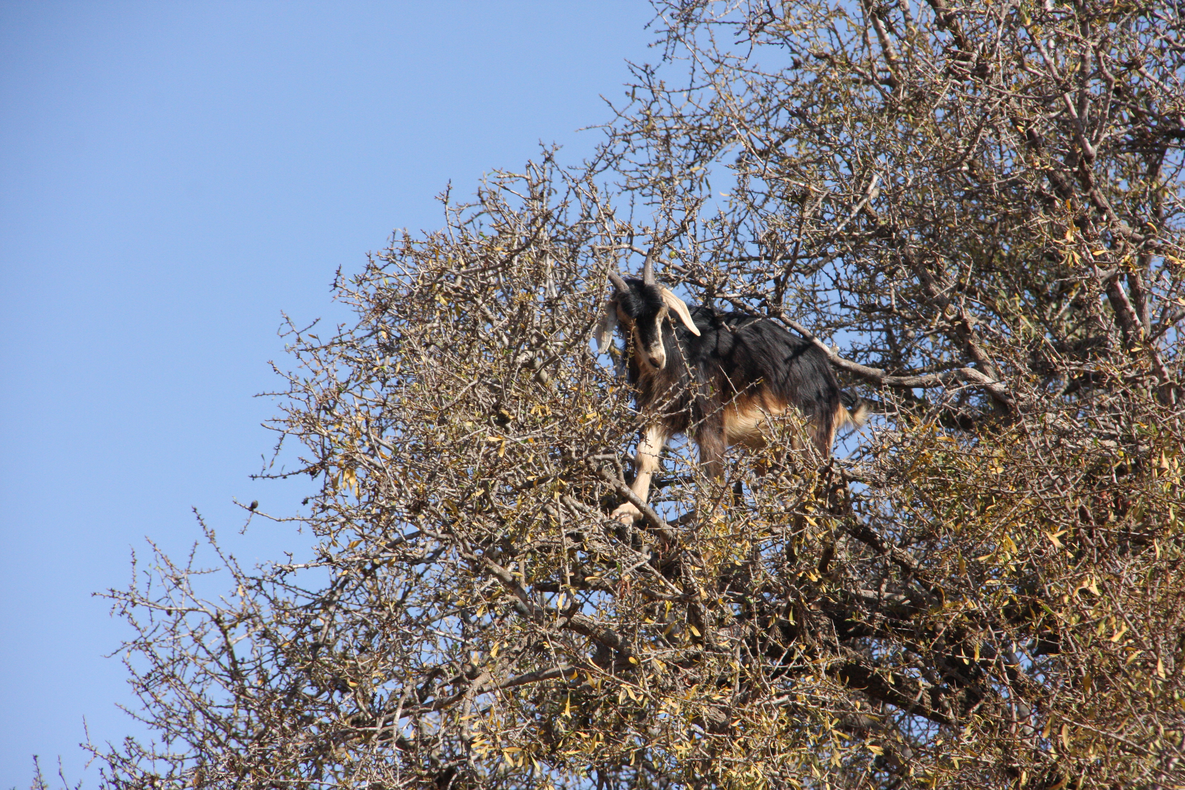 Goat in an argan tree in Morocco